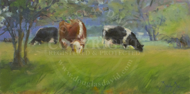 Cows in the Pasture, #2426